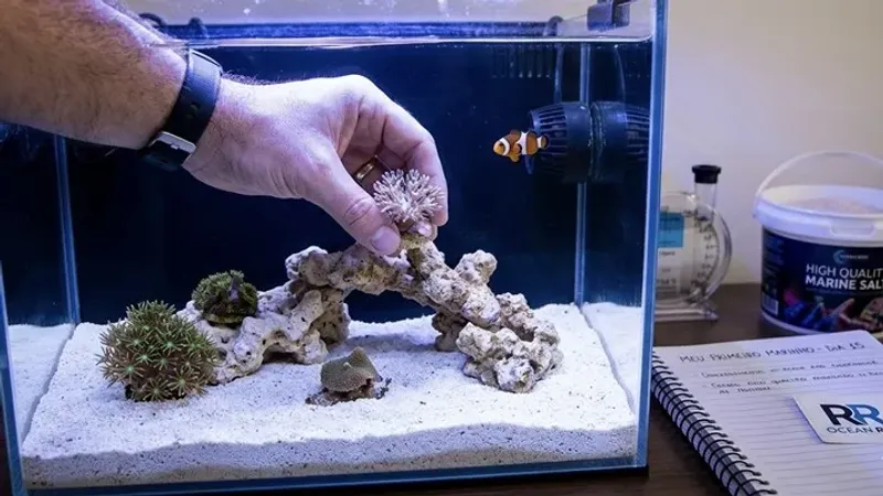 Meu Primeiro Aquário Marinho: O Sonho Começa Aqui 🌊🐠
